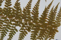 司氏碗蕨藏品圖，第3張