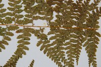 司氏碗蕨藏品圖，第4張