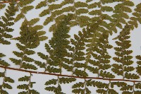 司氏碗蕨藏品圖，第5張