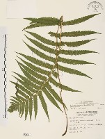 毛蕨藏品圖，第1張