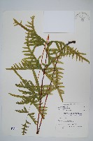 疏羽半邊旗藏品圖，第1張