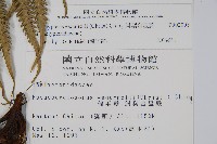 斜葉金星蕨藏品圖，第2張