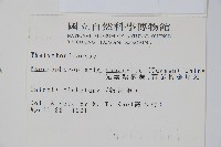 光囊紫柄蕨藏品圖，第2張