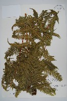 光囊紫柄蕨藏品圖，第1張