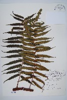 黑桫蕨藏品圖，第1張