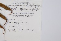 黑桫蕨藏品圖，第5張