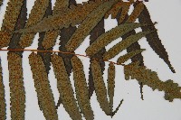 黑桫蕨藏品圖，第6張