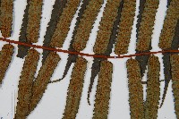 黑桫蕨藏品圖，第7張