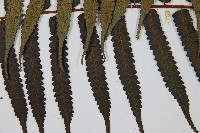 黑桫蕨藏品圖，第8張