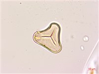 黑桫蕨藏品圖，第3張