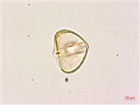 黑桫蕨藏品圖，第4張