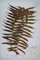 黑桫蕨藏品圖，第1張