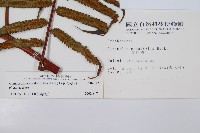 黑桫蕨藏品圖，第2張