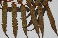 黑桫蕨藏品圖，第3張