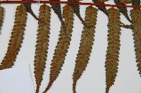 黑桫蕨藏品圖，第4張