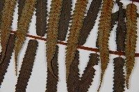 黑桫蕨藏品圖，第5張