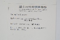 膜葉卷柏藏品圖，第2張