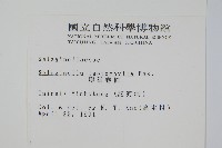 膜葉卷柏藏品圖，第2張