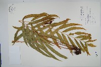 粗齒革葉紫萁藏品圖，第1張