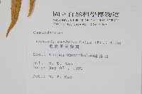 粗齒革葉紫萁藏品圖，第2張