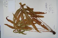 粗齒革葉紫萁藏品圖，第1張