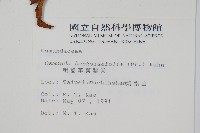 粗齒革葉紫萁藏品圖，第2張