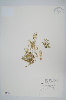 膜葉卷柏藏品圖，第1張