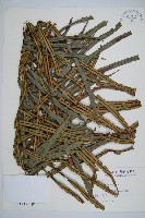 烏毛蕨藏品圖，第1張