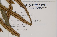 烏毛蕨藏品圖，第2張