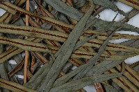 烏毛蕨藏品圖，第3張