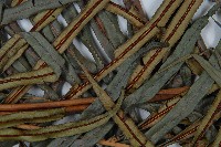 烏毛蕨藏品圖，第4張