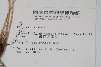 翅軸假金星蕨、短柄卵果蕨藏品圖，第2張