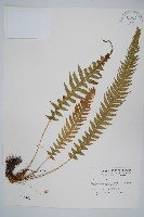 翅軸假金星蕨、短柄卵果蕨藏品圖，第1張