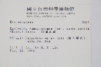 臺灣木賊藏品圖，第2張