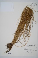 臺灣木賊藏品圖，第1張