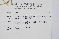 臺灣木賊藏品圖，第2張