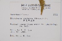 粗毛鱗蓋蕨藏品圖，第2張