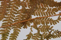 粗毛鱗蓋蕨藏品圖，第3張