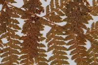 粗毛鱗蓋蕨藏品圖，第4張