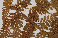 粗毛鱗蓋蕨藏品圖，第5張