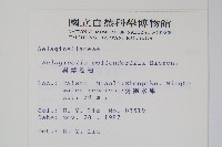 異葉卷柏藏品圖，第2張