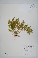 異葉卷柏藏品圖，第1張