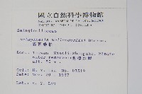 異葉卷柏藏品圖，第2張