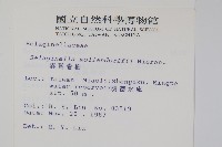 異葉卷柏藏品圖，第2張