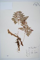 海州骨碎補藏品圖，第1張