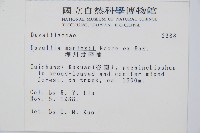 海州骨碎補藏品圖，第2張