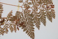 海州骨碎補藏品圖，第3張