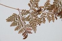 海州骨碎補藏品圖，第4張