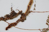 海州骨碎補藏品圖，第5張