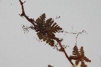 鱗葉陰石蕨藏品圖，第4張